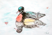 Canard_01