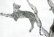 Leopard_01