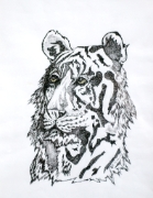 Tigre_01