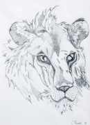Tigre_02
