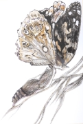 Papillon_002