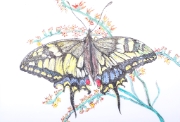 Papillon_003
