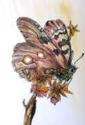 Papillon_007