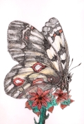 Papillon_008