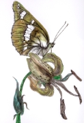 Papillon_009