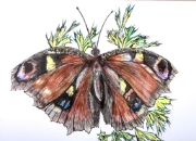 Papillon_010