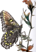 Papillon_011