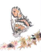 Papillon_012