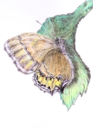 Papillon_013