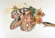 Papillon_014