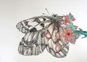 Papillon_016