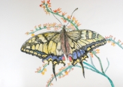 Papillon_017