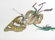 Papillon_018
