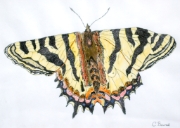 Papillon_019