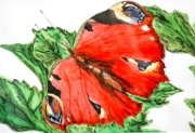Papillon_020