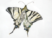 Papillon_021
