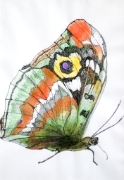 Papillon_022