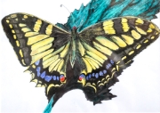 Papillon_023