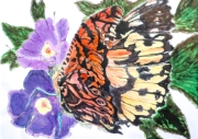 Papillon_024