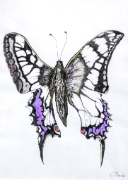Papillon_025