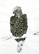 Aigle_02