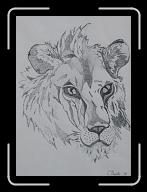 Tigre_02 * 1978 x 2736 * (3.18MB)