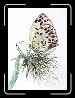 New_Papillon_oct._002 * 2592 x 3582 * (4.41MB)
