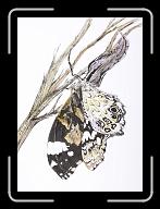 New_Papillon_oct._003 * 2718 x 3750 * (4.47MB)