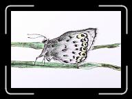 New_Papillon_oct._004 * 3582 x 2508 * (3.61MB)