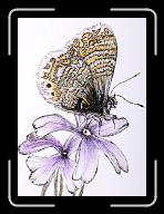 New_Papillon_oct._005 * 2730 x 3744 * (6.56MB)