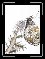 New_Papillon_oct._006 * 2712 x 3738 * (4.62MB)