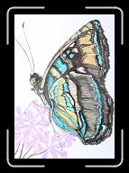 Papillon_001 * 2517 x 3616 * (2.43MB)
