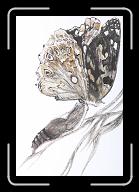 Papillon_002 * 2422 x 3601 * (2.19MB)