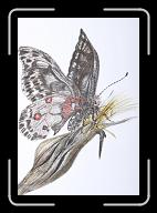 Papillon_005 * 2547 x 3681 * (2.41MB)