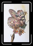 Papillon_007 * 2428 x 3546 * (2.25MB)