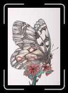 Papillon_008 * 2498 x 3692 * (2.58MB)