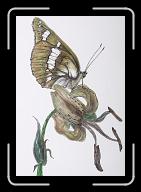 Papillon_009 * 2382 x 3481 * (1.55MB)