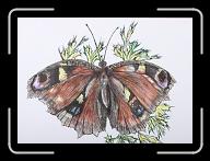 Papillon_010 * 3658 x 2633 * (2.43MB)