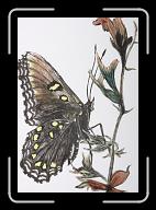 Papillon_011 * 2422 x 3516 * (2.06MB)