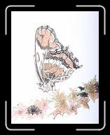 Papillon_012 * 2658 x 3391 * (1.67MB)