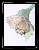 Papillon_013 * 2562 x 3491 * (2.13MB)
