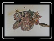 Papillon_014 * 2940 x 2082 * (3.22MB)