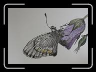Papillon_015 * 2794 x 1977 * (2.7MB)