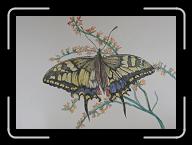 Papillon_017 * 3000 x 2125 * (3.44MB)