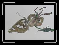 Papillon_018 * 2946 x 2122 * (2.93MB)