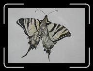 Papillon_021 * 2833 x 2049 * (2.93MB)