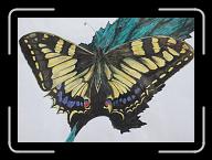 Papillon_023 * 2884 x 2043 * (3.3MB)