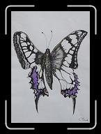 Papillon_025 * 1936 x 2730 * (2.83MB)