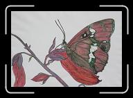 Papillon_027 * 2925 x 2002 * (3.47MB)